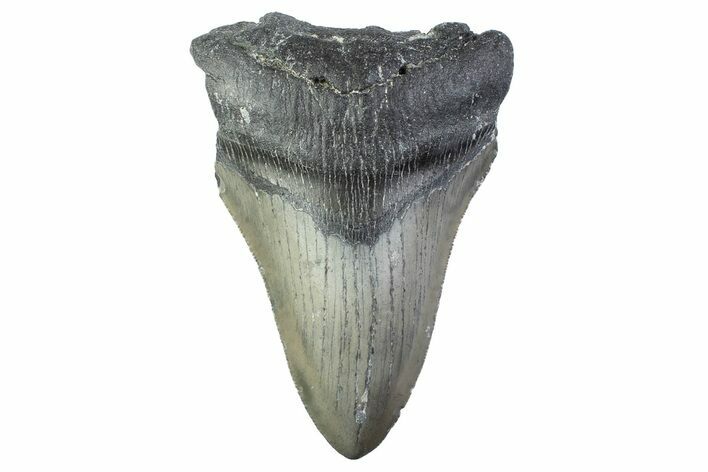 Partial, Fossil Megalodon Tooth - Serrated Blade #374072